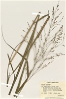 藏品(柳枝稷)的圖片